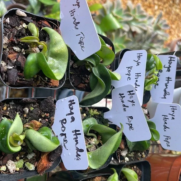 Hoya hindu rope starter plant - Picture 2 of 2